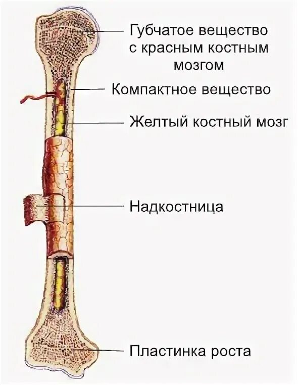 Функции костного мозга в трубчатой кости. Строение кости человека надкостница. Жёлтый костный мозг в трубчатой кости. Трубчатая кость надкостница. Строение кости надкостница компактное и губчатое вещество.