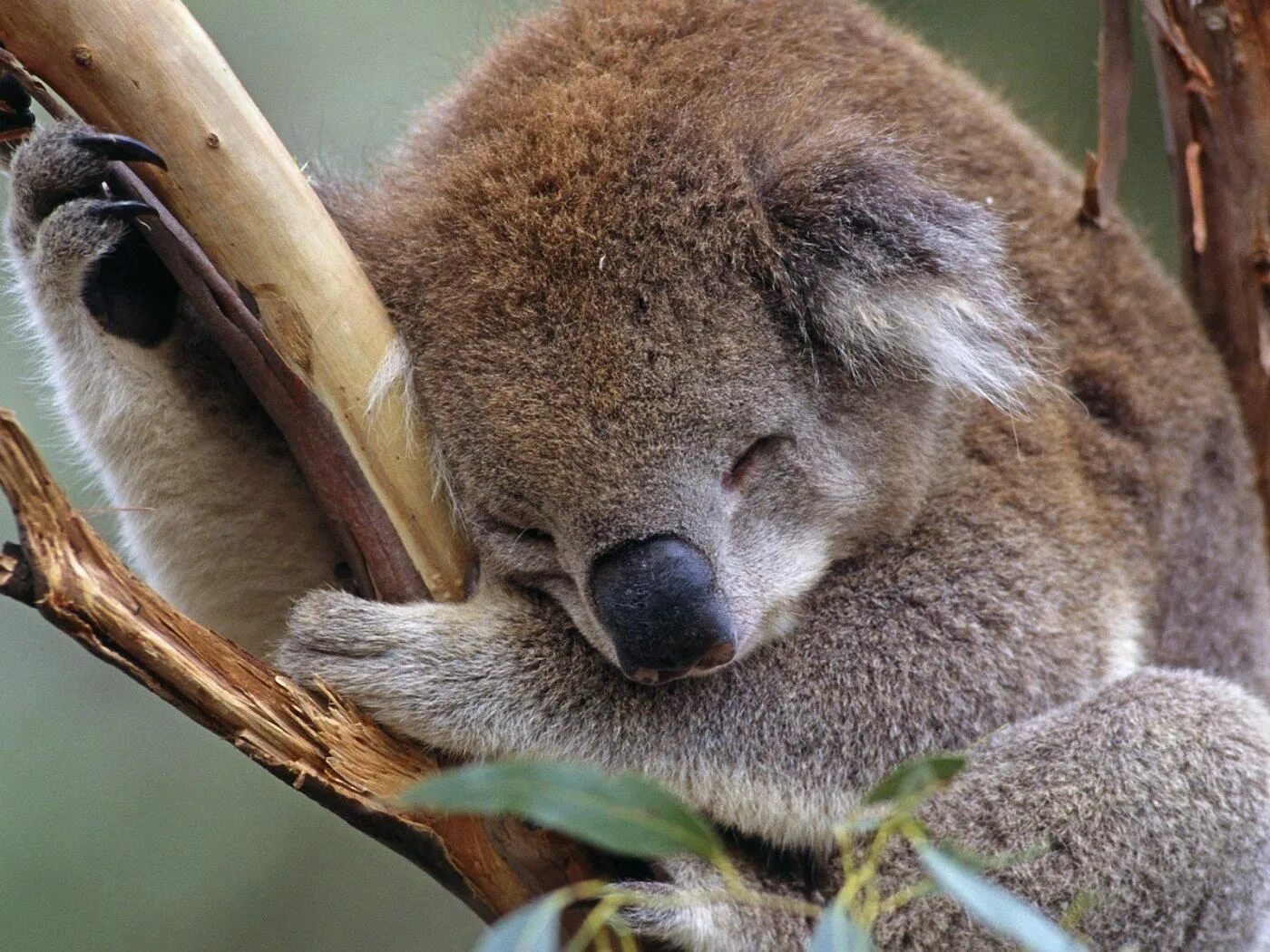 Животные Австралии коала. Коала сумчатое. Сумчатые млекопитающие коала. Животный мир Австралии коала.