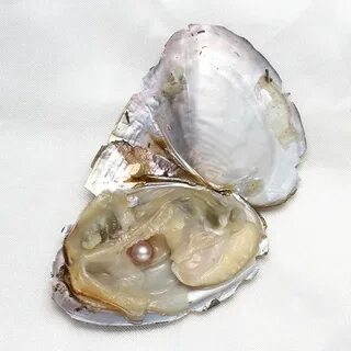 Pearl oysters