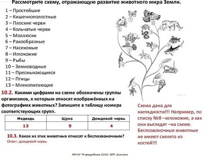 Впр по биологии 6 класс растение