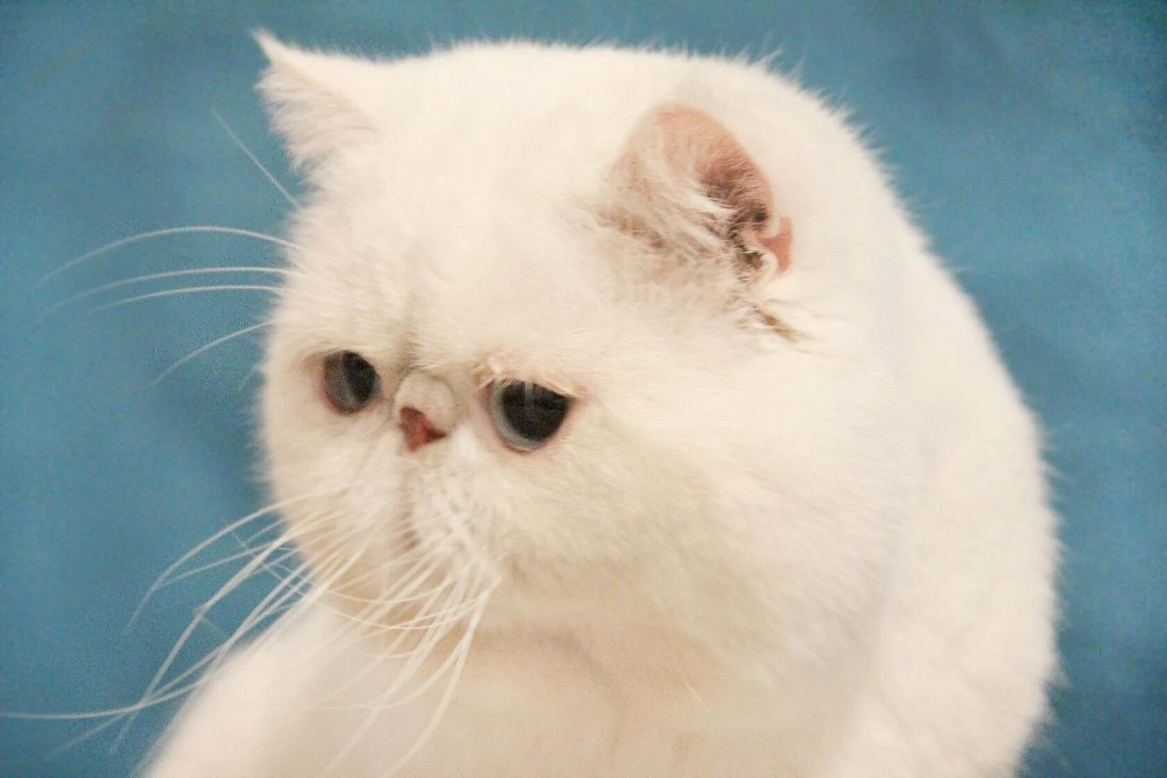 Коты с приплющенной мордой. Экзот кошка. Экзот кошка белая. Персидский кот экзот. Перс экзот белый.