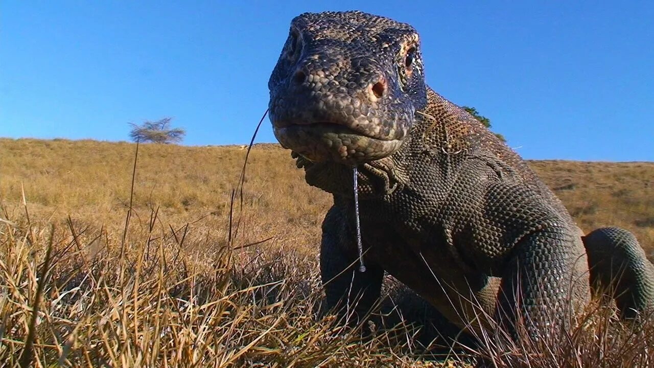 World's weirdest. Реликтовый крокодил. Самые опасные животные National Geographic. Самые смертоносные животные. World's Deadliest самые опасные животные.