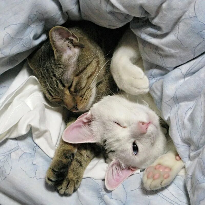 Кот под 2. Кошка под одеялом. два котика под одеялом. котята спят в обнимку. котенок под одеялом.