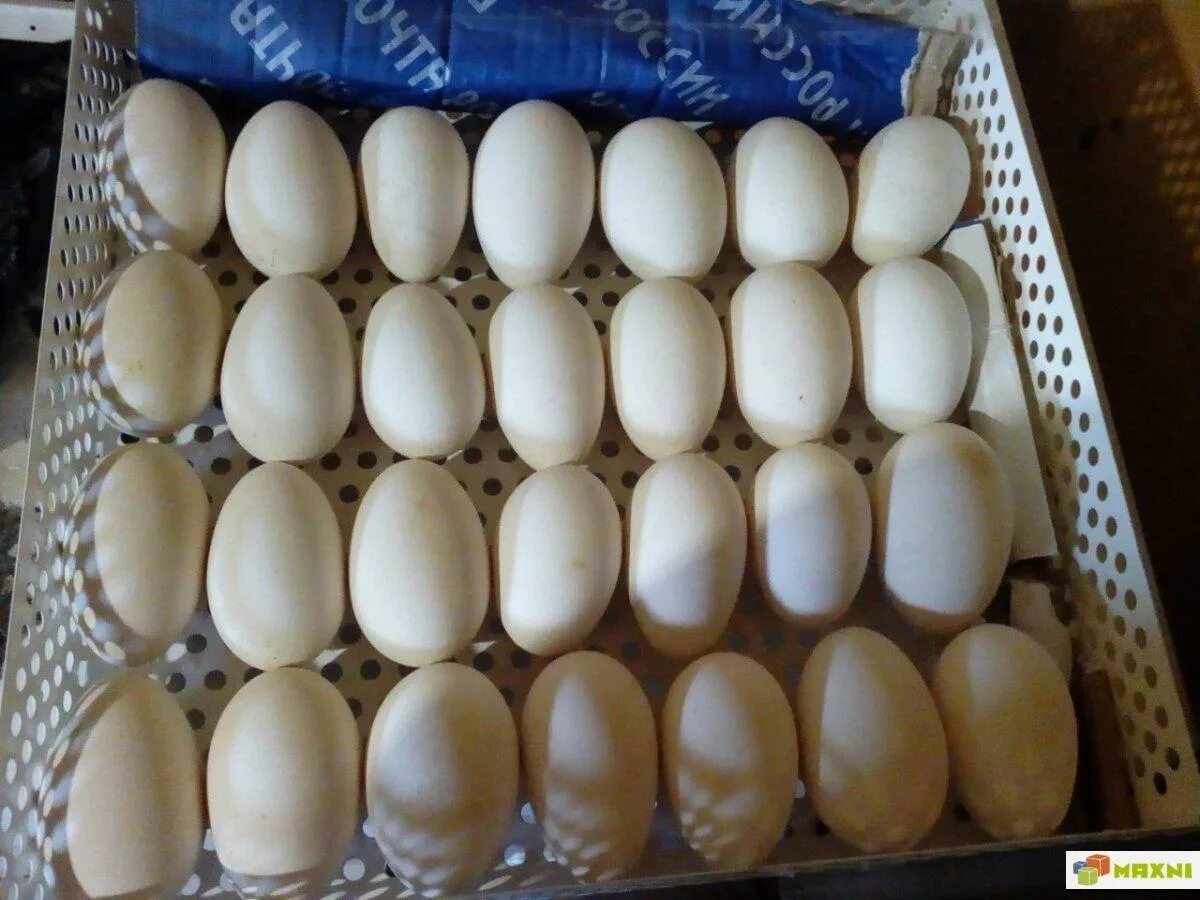 Инкубационные яйца купить цена. Вес инкубационного яйца бройлеров. Инкубационное гусиное яйцо инкубация гусиных яиц.