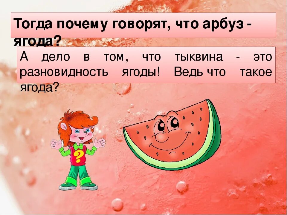 Тыквина это ягода. Арбуз это ягода или тыквина или фрукт. почему арбуз ягода. плод арбуза это тыквина или ягода. арбуз это ягода или овощ.