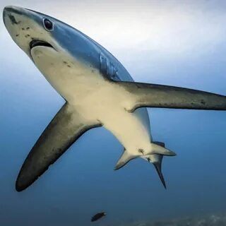 Thresher shark