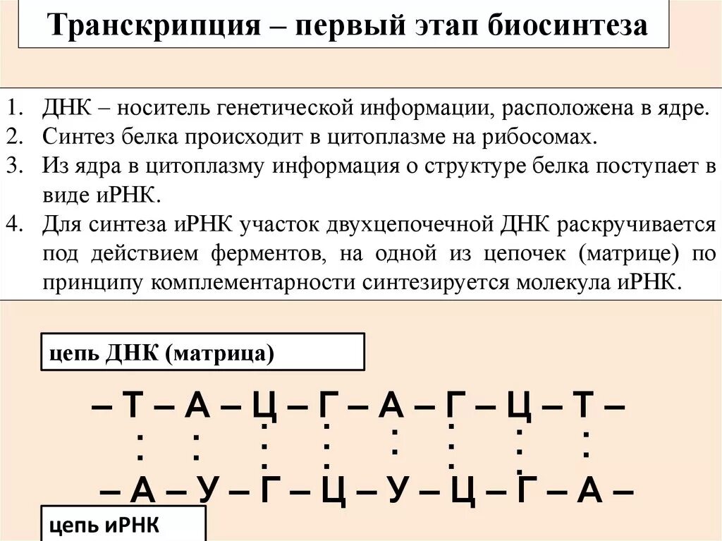 Задачи на белок биология. Биосинтез белка таблица 10 класс трансляция и транскрипция. Этапы биосинтеза белка 9 класс. Задачи по биологии Синтез белка 9 класс.