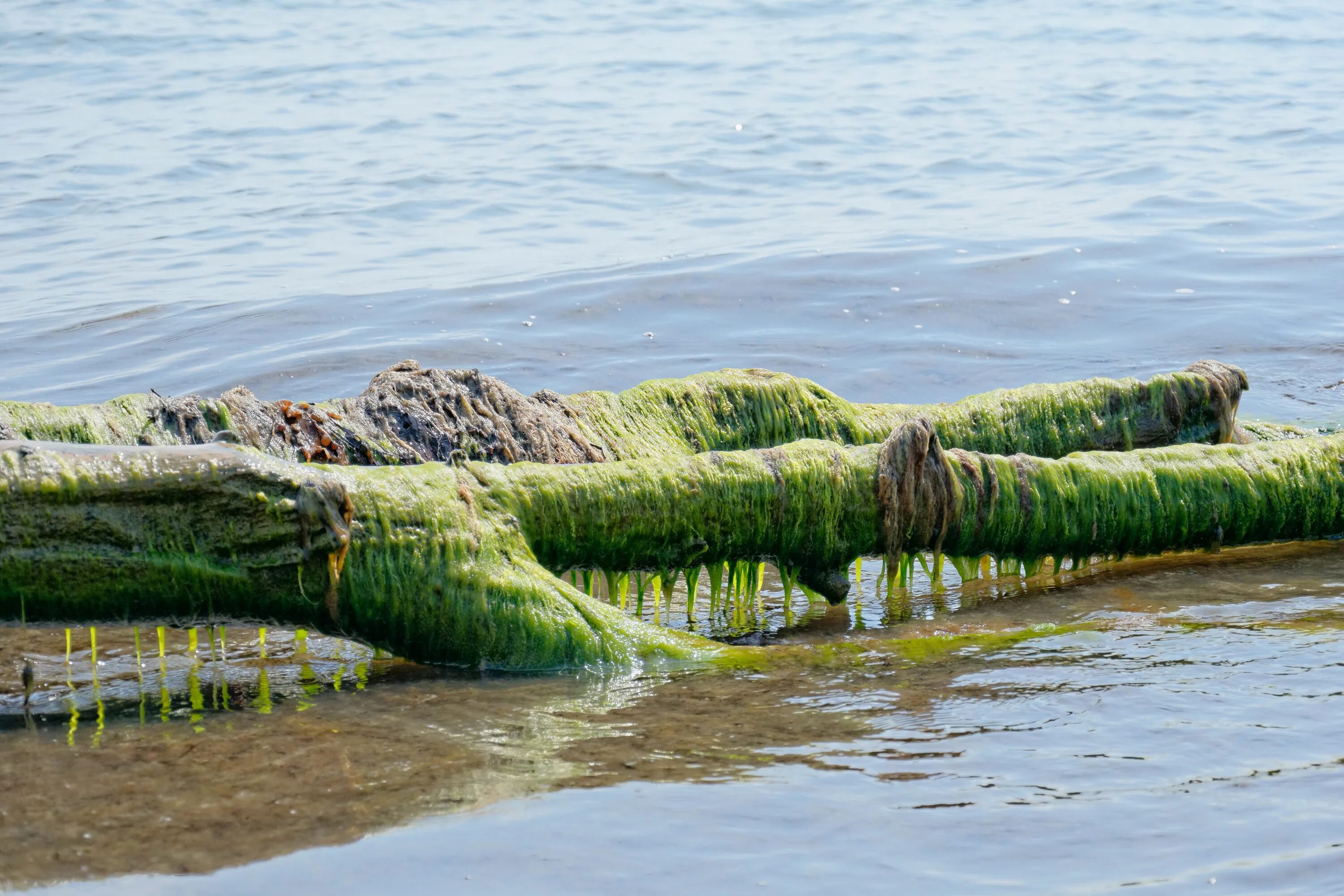 Почему водоросли обитают в воде. Аэрофильные водоросли. водоросли в море. наземные водоросли. водоросли на корабле.