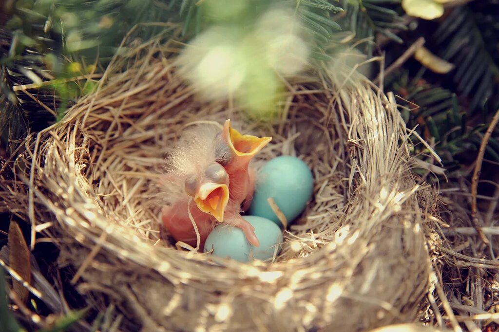 Птичьи яйца в гнезде. Гнездовые птенцы. Птица с птенцами в гнезде. Гнездо с яйцами.