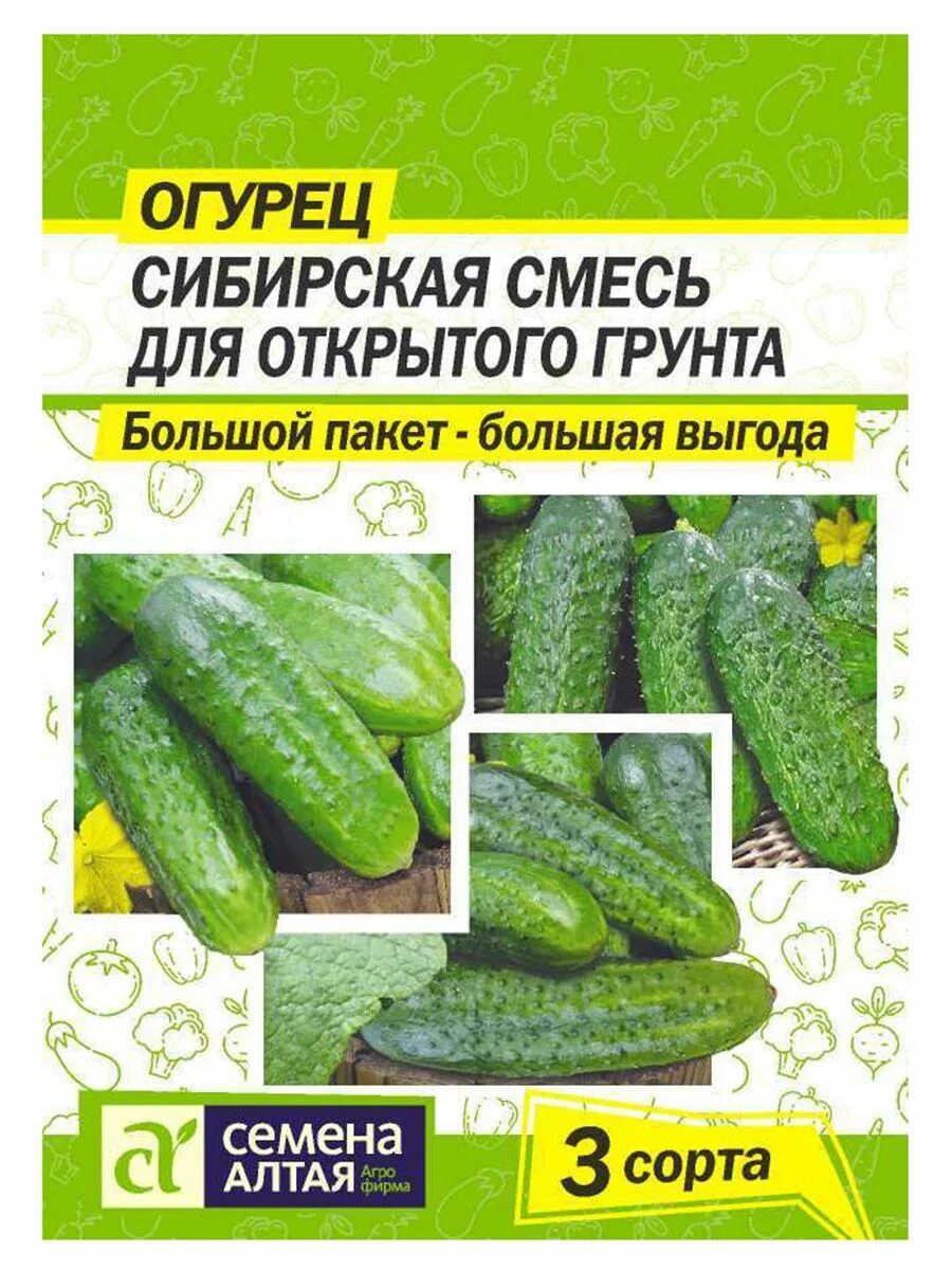 Купить семена огурцов для открытого грунта. Огурцы для открытого грунта. Семена огурцов для Сибири. Огурцы семена для открытого грунта. Огурцы в открытый грунт в Сибири.