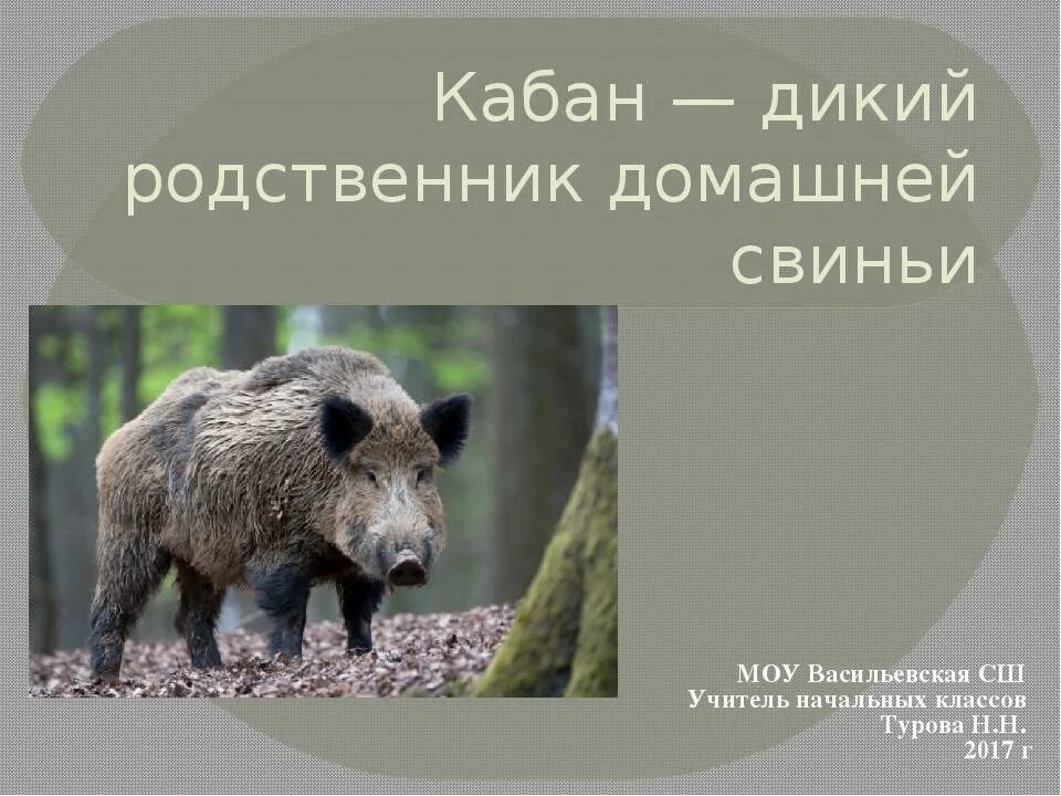 Кабан значение. Кабан значение. Доклад про кабана. Дикий кабан описание. Рассказ о кабане.