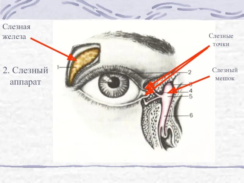 Слезная железа и слезный мешок. Слезная железа и слезная точка. Слёзный аппарат. Слёзная железа анатомия. Секрет слезной железы