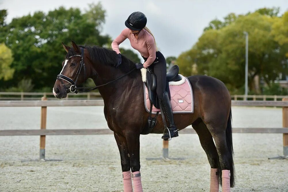 Эквестриан лошади. Эквестриан стокгольм конкур. Лошади конкур. Equestrian база. Вальтрап для лошади стокгольм.
