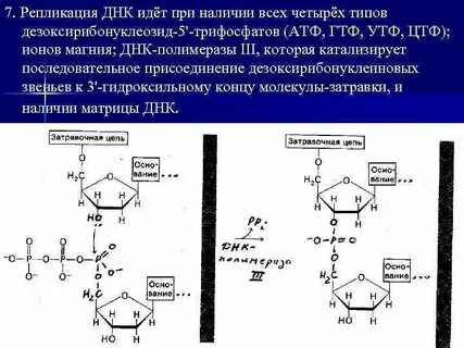Центры образования днк