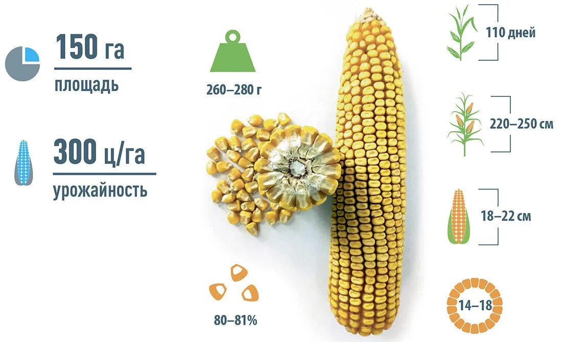 Гибриды кукурузы. Сорта и гибриды кукурузы. Сорта кукурузы на зерно. Сорта и гибриды кукурузы на зерно. Какая урожайность кукурузы