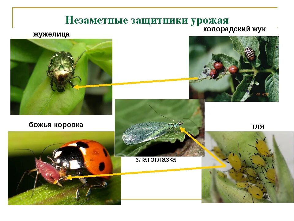 Божья коровка полное или неполное. Тля,Божья коровка, колорадский Жук. Насекомые вредители сада. Полезные насекомые в сельском хозяйстве. Насекомые защитники урожая.