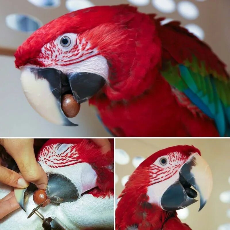 Поделка попугай. Попугай своими руками. Попугай 3д ручкой. Поделка попугай своими руками. Самодельный попугай