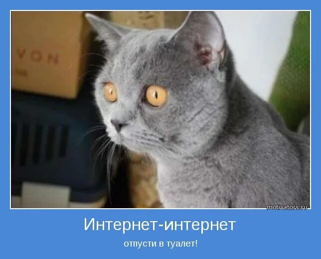В интернете кто-то не прав. Мемы про домашних животных. Интернет отпусти в туалет. Демотиваторы разлука. Интернет интернет отпусти в туалет полчаса уже.