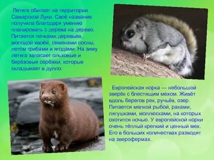 Расскажи обитает