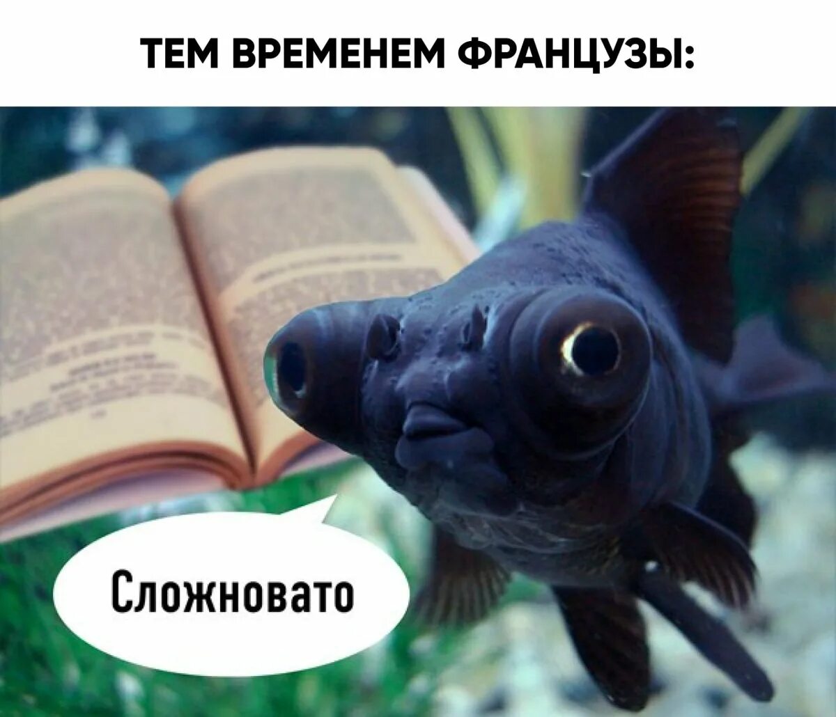 Рыба читает книгу. Рыбка поньо на утесе 2. Рыбка улыбается. Рыба читает книгу. Аниме хаяо миядзаки рыбка поньо на утесе.