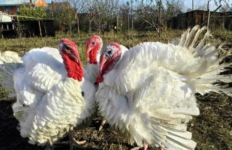Индюк 6. Индюки биг 6. Кросс биг 6 индюки. Индюшата тяжелый кросс биг 6. Индюк 6.
