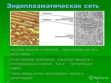 Выполняемые функции эндоплазматической сети