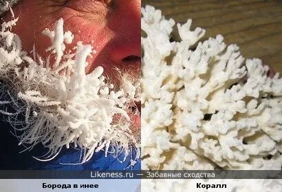 Похожий на иней
