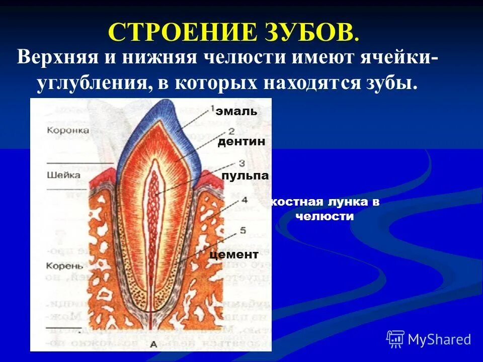 Сосуды десны. Наружный строение зуба. Строение зуба человека. Строени ЕЗКБА. Анатомические структуры зуба.