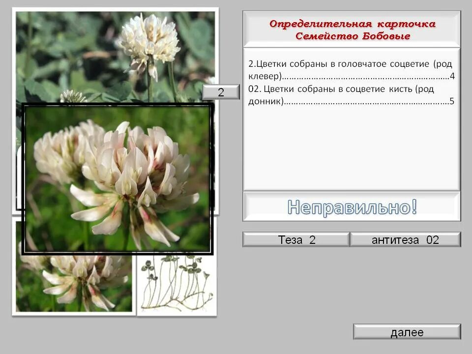 Схема растения семейства бобовых. Лабораторная работа строение растений семейства бобовые. Строение плода бобовых. Лабораторная работа строение растений семейства бобовые. Ч4 л4 т6 п1 формула цветка.