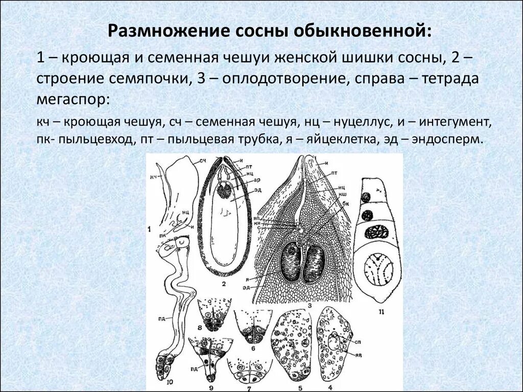 Как размножаются хвойные. Макроспорогенез у голосеменных. Микрогаметогенез голосеменных. Нуцеллус голосеменных. Жизненный цикл сосны микроспорогенез.