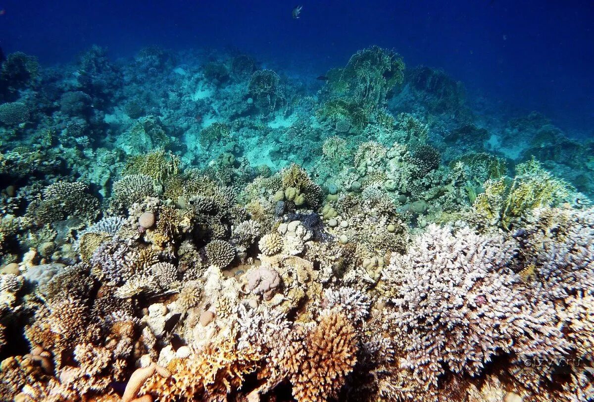 Направление красного моря