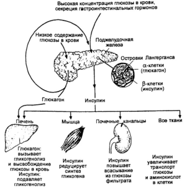 Выработка инсулина поджелудочной железой схема. Регуляция уровня Глюкозы в крови схема. Гормональная регуляция концентрации Глюкозы в крови таблица. Гормоны поджелудочной железы схема.