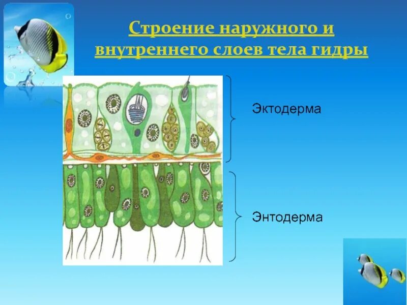 Эктодерма и энтодерма кишечнополостных. Строение эктодермы. строение энтодермы. энтодерма у кишечнополостных.