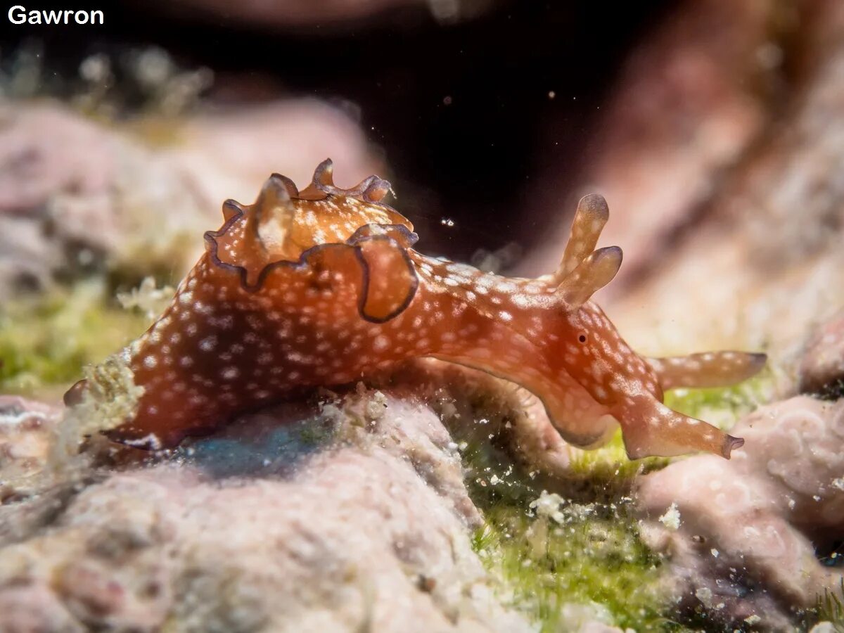 Морской заяц моллюск аплизия. Морской заяц Aplysia. Морским моллюском аплизией.