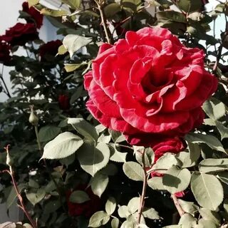 Answer rose