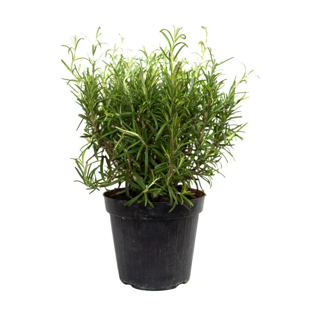 Розмарин в горшке. Розмарин домашний цветок. Rosmarinus officinalis. Розмарин в горшке. Розмарин цветы.