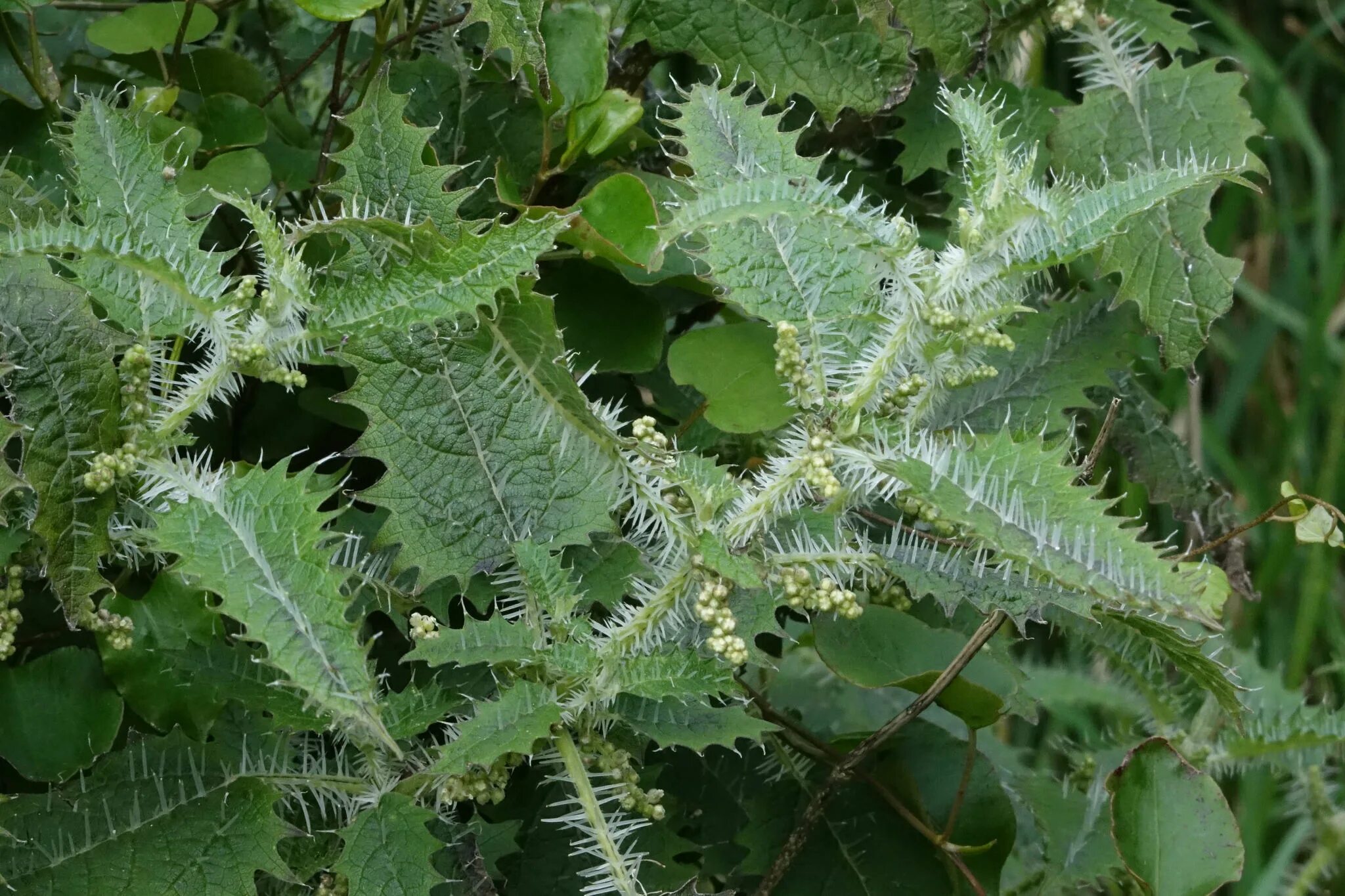 Какая крапива жалит. Крапива Онгаонга. Urtica Ferox – Крапивное дерево Онгаонга. Онгаонга свирепая крапива. Крапивное дерево (Urtica Ferox),.