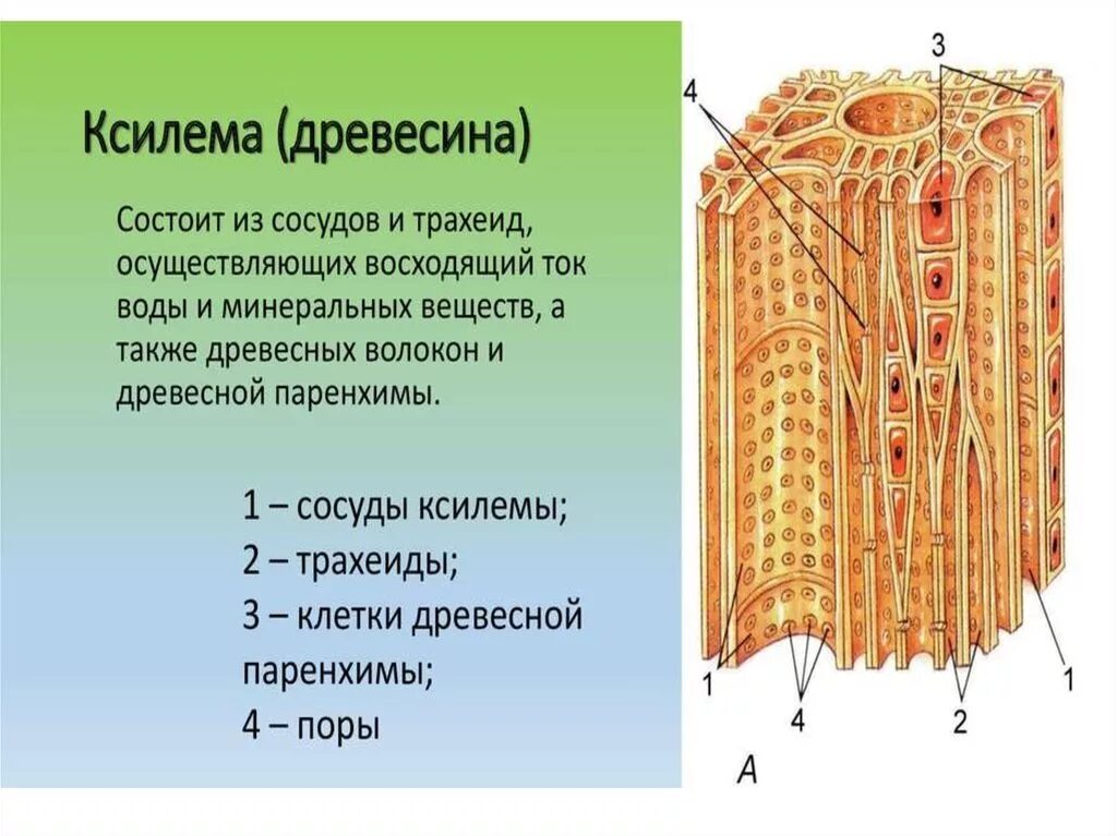 Ситовидные трубки Ксилема растений. Луб флоэма древесина Ксилема. Проводящие ткани растений трахеиды. Строение древесины Ксилема.