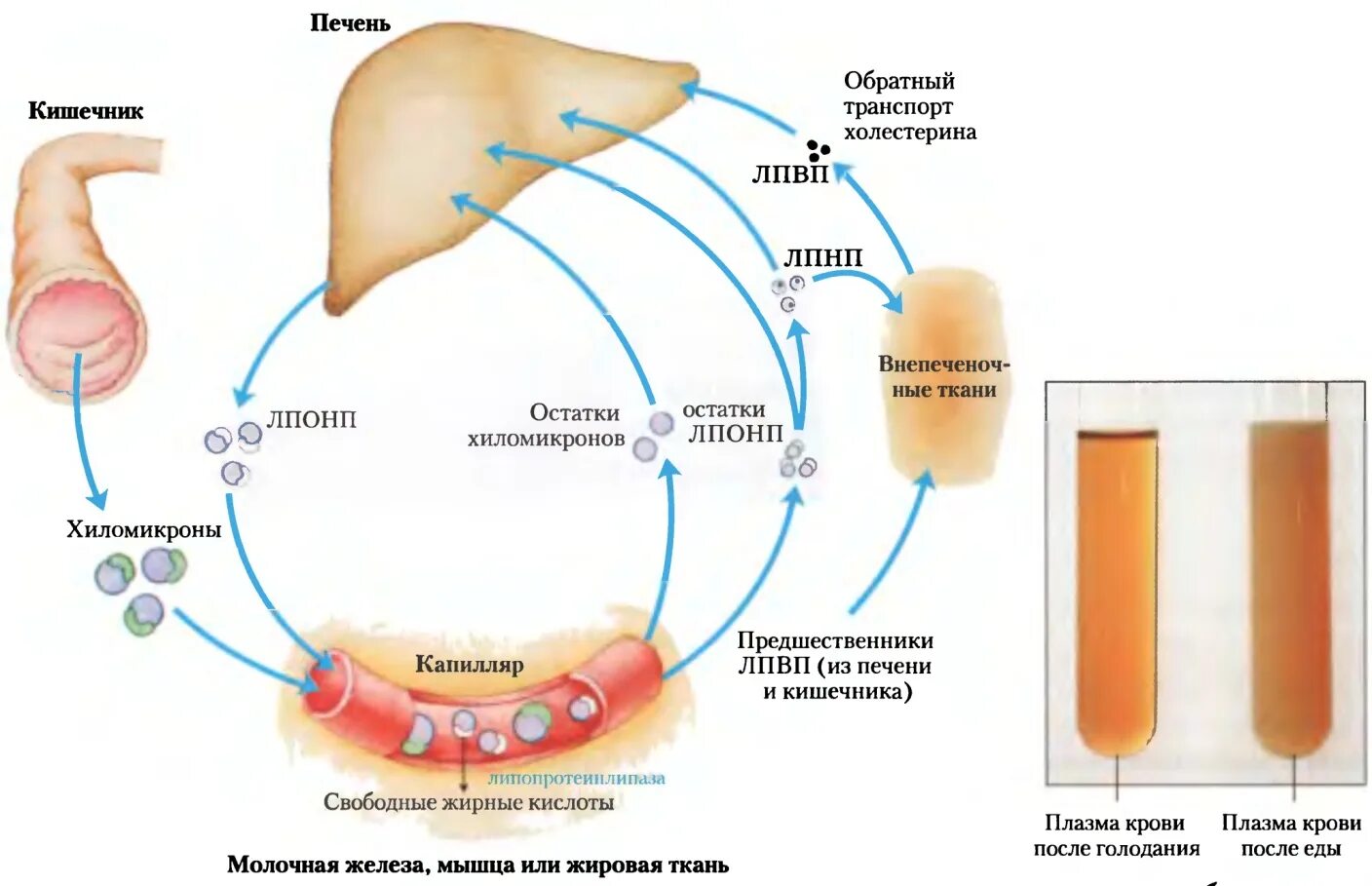 Печень повышает холестерин. Схема обмена холестерола в организме. Схема синтеза холестерина в организме человека. Транспорт холестерола в печени. Рецепторы желчных кислот.