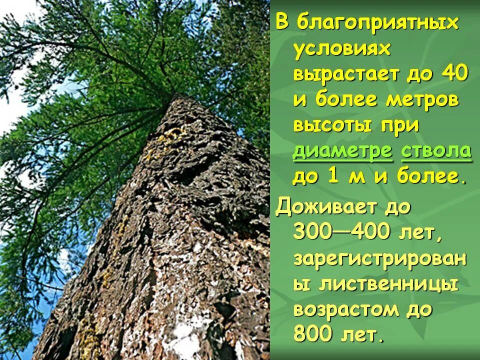 Тип питания лиственницы курильской. Высота ствола лиственницы. лиственница диаметр ствола. лиственница 400 лет. лиственница 800 лет.