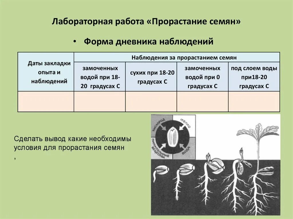 Практическая работа определение всхожести семян культурных растений. Таблица по биологии за 6 класс условия прорастания семян. Прорастание семян 6 класс биология таблица. Опыт прорастание семян 6 класс биология. Биология 6 класс наблюдение за прорастанием семян.