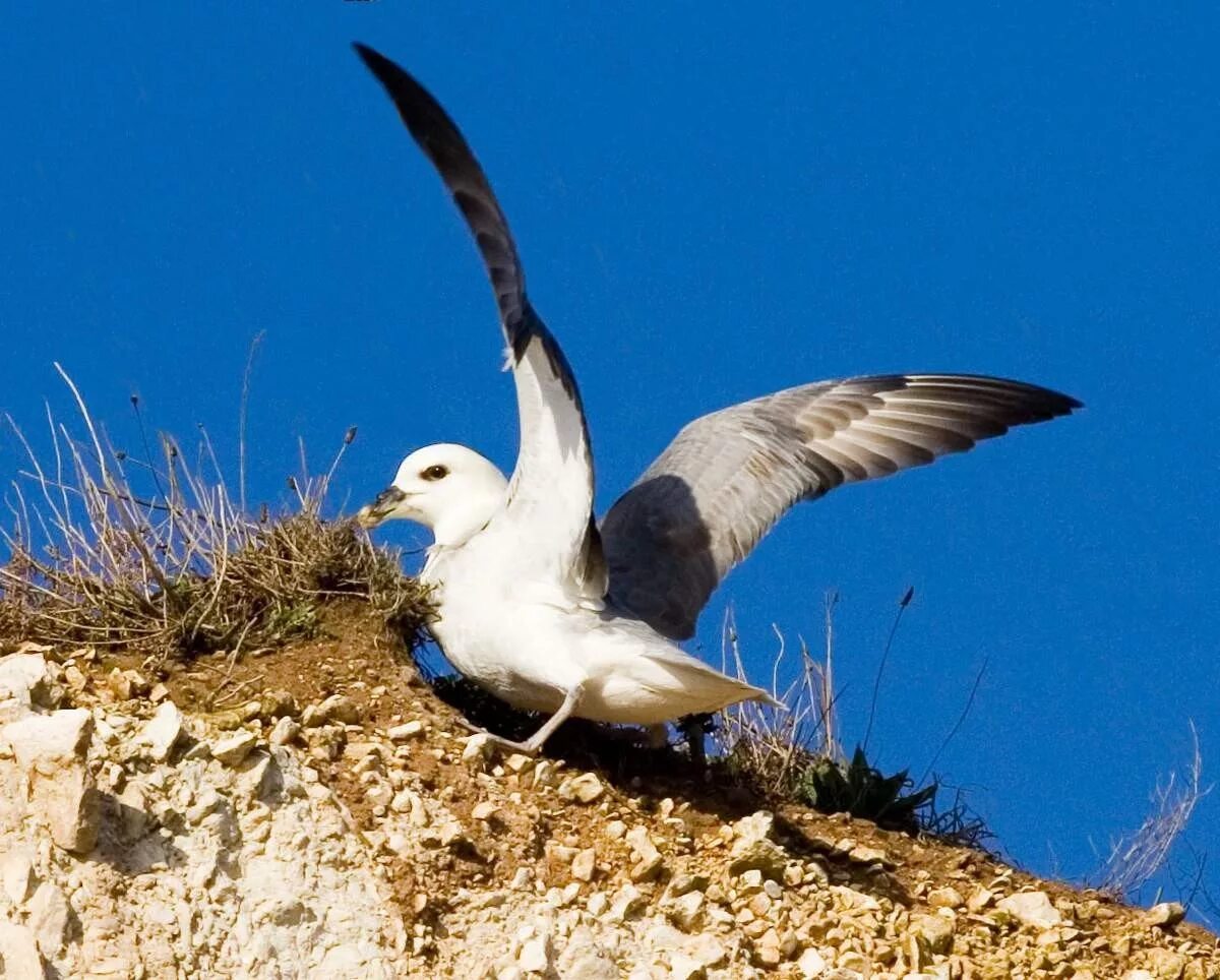 Птица глупыш. Буревестник глупыш птица. Глупыш Буревестниковые. Fulmarus glacialis. Морская птица глупыш.