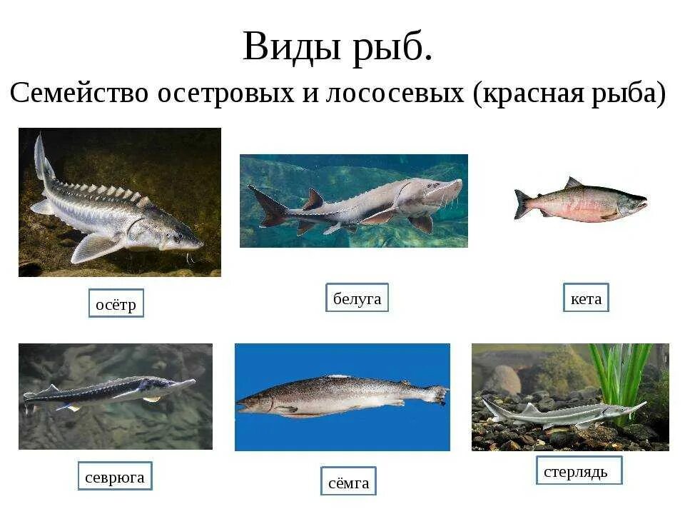 sturgeon - Google Search Sturgeon, Sturgeon fish, Salt water fish