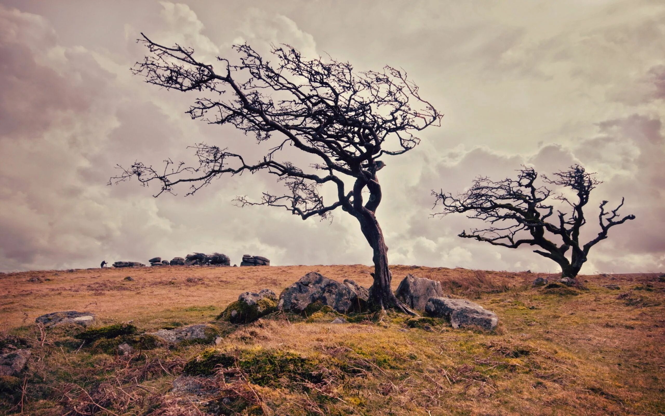 Old tree