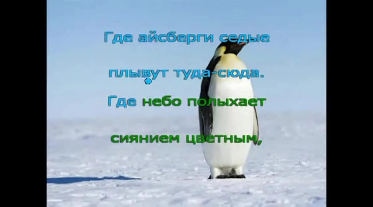 Песня пингвины. Песенка про пингвинов. Текст песни пингвины. Песня про пингвинов в Антарктиде. Включи песню пингвины