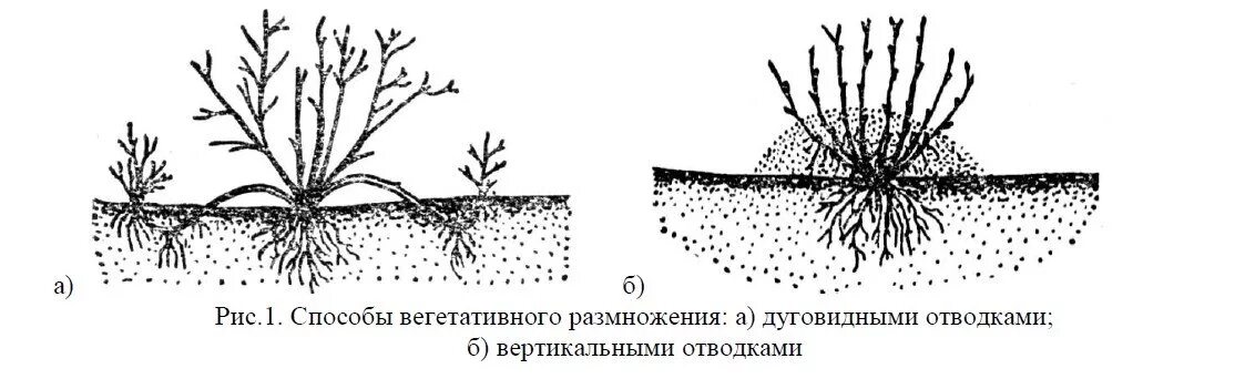 Размножение плодовых культур. Вегетативное размножение растений черенками. Вегетативное размножение цветов. Способы вегетативного размножения растений отводками. Размножение одревесневшими черенками.