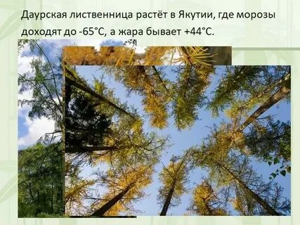 Лиственница даурская ареал