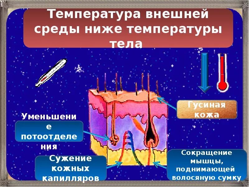 Строение и функции кожи терморегуляция. Терморегуляционная функция кожи. Функция терморегуляции кожи. Температура внешней среды. Функции кожи.