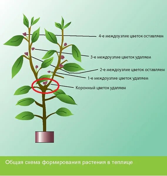 Коронный цветок у перца. Пеперомия междоузлие. Коронный цветок у перца где находится. Коронные бутоны у перцев.