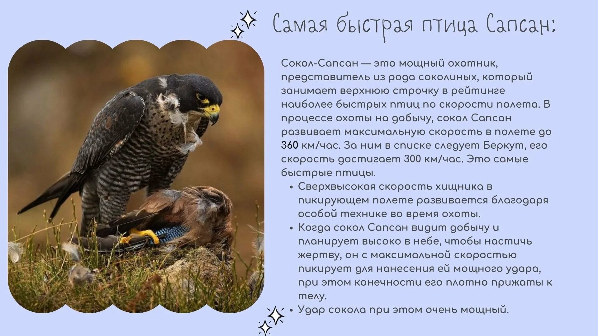 Скорость полета сапсана. Сапсан – Falco peregrinus Tunstall,. Сокол-Сапсан красная книга. Сапсан птица рассказ. Рассказ о птице Сапсан для 2 класса.